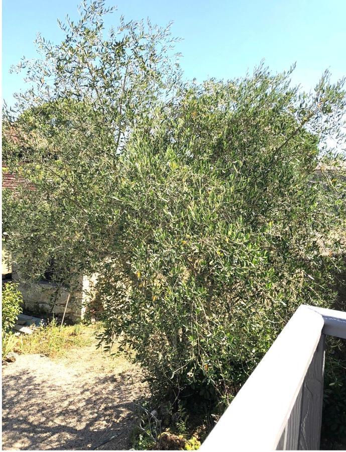 Le Gite De La Maison Des Chats - Gite En Quercy Saint-Amans-du-Pech Zewnętrze zdjęcie